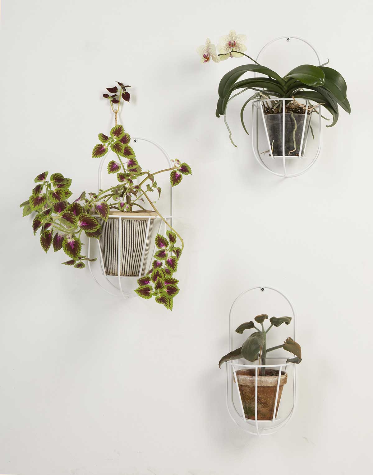 Sitemapcdatahttpsshopinf Inetcomporte Plante Mural Interieur